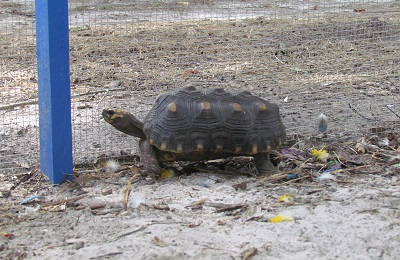tortoise with shell pyramiiding