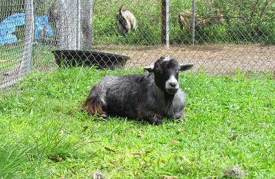 goat laying in the glass